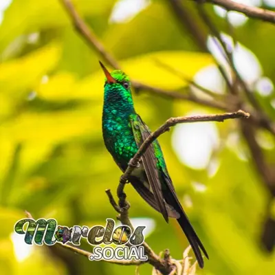 Fauna: Aves del estado de Morelos